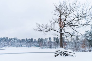 dry tree, frozen lake and snow covered trees in winter park clipart