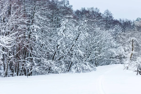 Festői Kilátással Téli Erdő Hóval Borított Fák — Stock Fotó