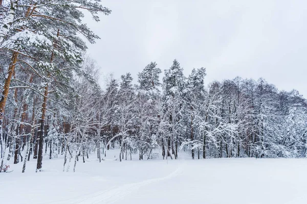 雪の景色は冬の森の木を覆われて — ストック写真