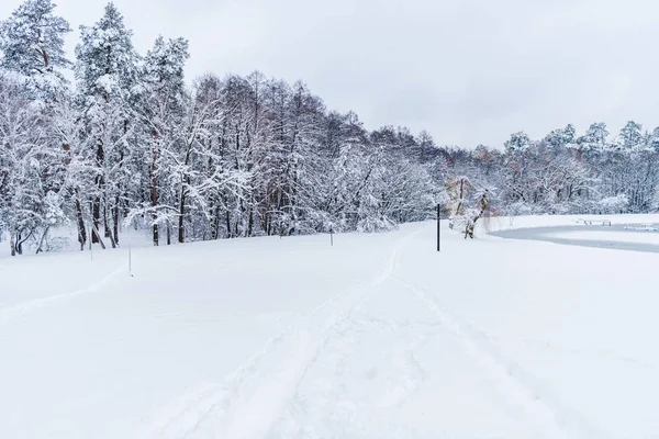 Piękny Krajobraz Śniegu Objętych Drzewa Parku Zimowym — Zdjęcie stockowe