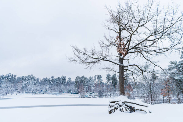 dry tree, frozen lake and snow covered trees in winter park