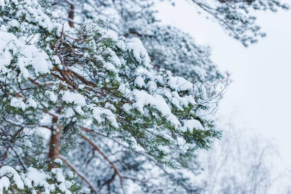 Närbild Snö Täckta Grenar Vinterparken — Stockfoto