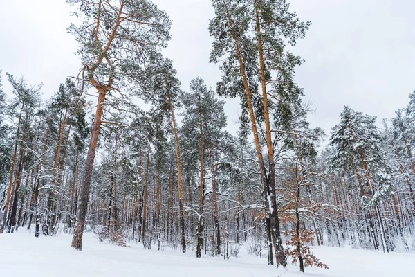 Krásné Zasněžené Stromy Zimě Lese — Stock fotografie