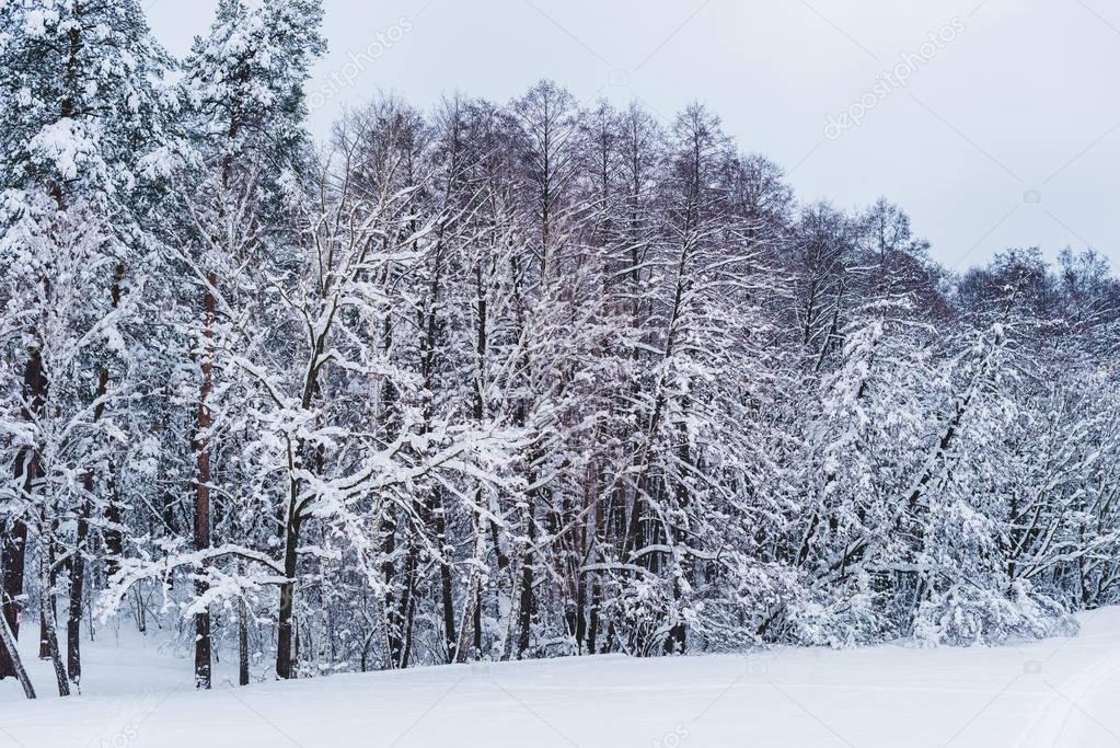 scenic view of snow covered trees in winter park