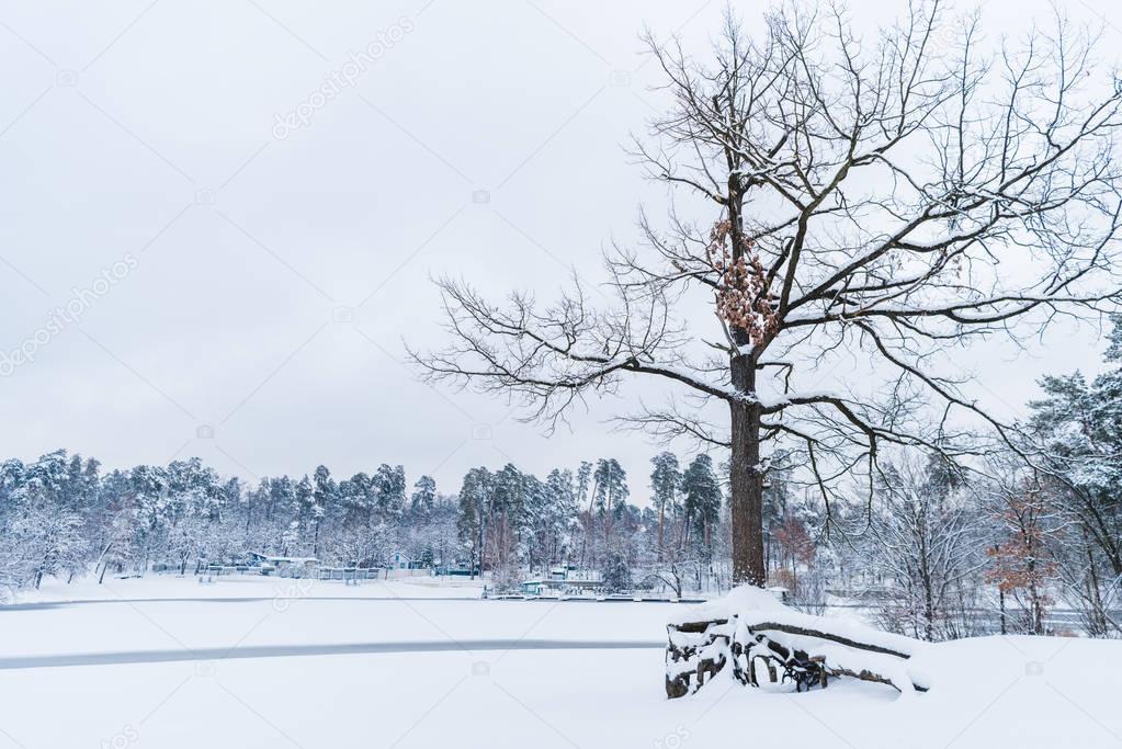 dry tree, frozen lake and snow covered trees in winter park