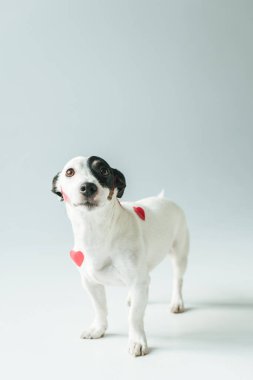 Jack russell terrier köpek Sevgililer günü, beyaz üzerine kırmızı Kalpler