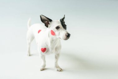 funny dog in red hearts for valentines day, on white clipart