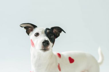 funny jack russell terrier dog in red hearts, on white clipart