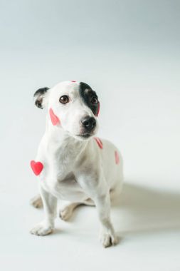 Jack russell terrier köpek Sevgililer günü, beyaz üzerine kırmızı Kalpler