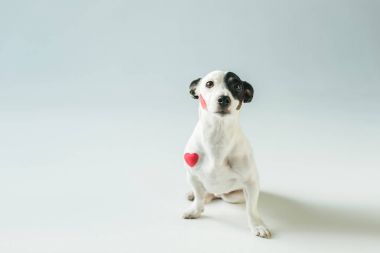 cute jack russell terrier dog in red hearts, on white clipart