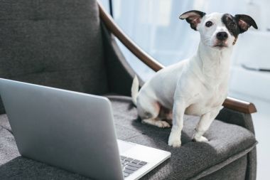 Jack russell terrier köpek koltuk dizüstü bilgisayar ile oturup...