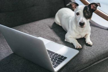 Köpek.