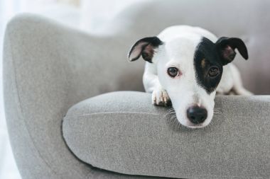 üzgün jack russell terrier köpek koltukta yalan