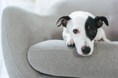 sad jack russell terrier dog lying on armchair