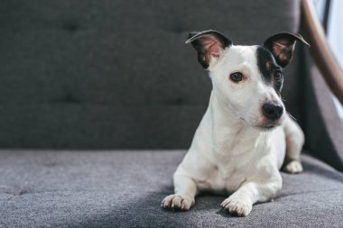 jack russell terrier köpek koltukta yalan