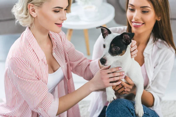 Attraktiva Flickor Med Jack Russell Terrier Hund Hemma — Stockfoto