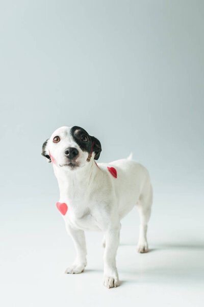 Jack russell terrier dog in red hearts for valentines day, on white