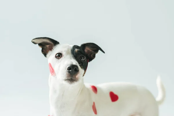 Αστεία Τζακ Ράσελ Τεριέ Σκύλοs Μέσα Κόκκινες Καρδιές Λευκό — Φωτογραφία Αρχείου