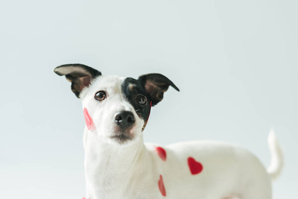 funny jack russell terrier dog in red hearts, on white