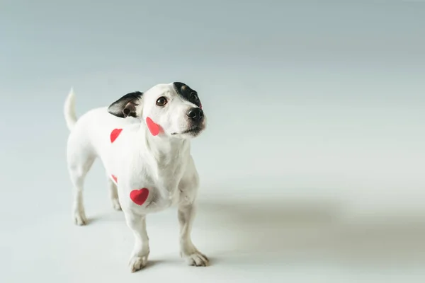 Jack Russell Terrier Los Corazones Rojos Para Día San Valentín — Foto de Stock