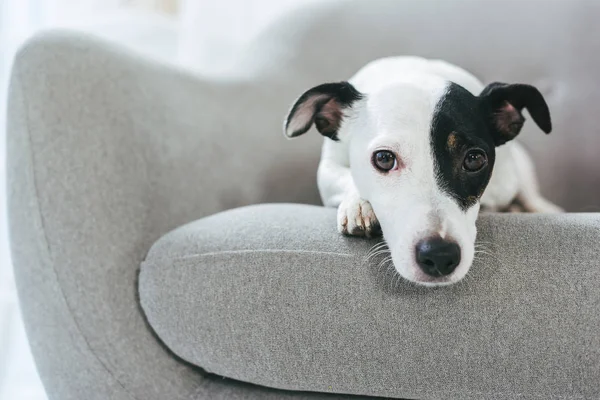 Szomorú Jack Russell Terrier Kutya Feküdt Fotel — Stock Fotó