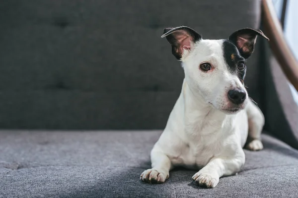 Jack Russell Terrier Dog Lying Armchair — Stock Photo, Image