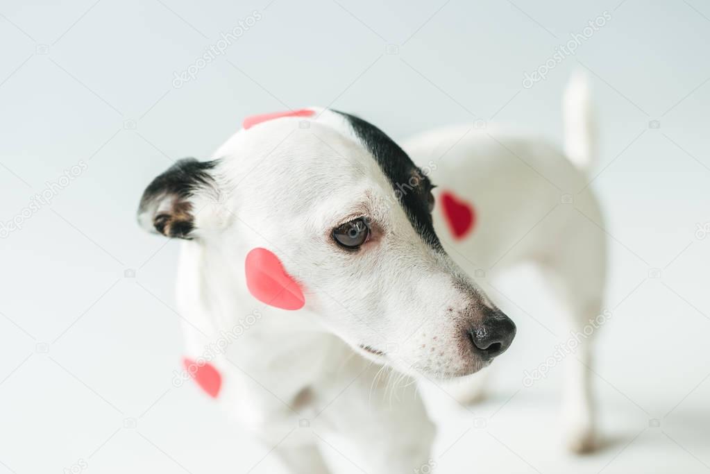 Jack russell terrier dog in red hearts for valentines day, on white