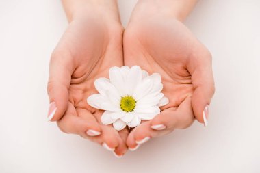 cropped view of hands with white daisy, isolated on white clipart