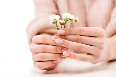 cropped view of girl with natural manicure holding daisies, isolated on white clipart