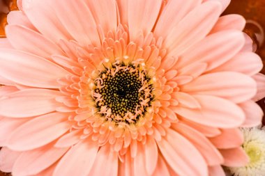 pembe gerbera çiçek görünümünü kapat