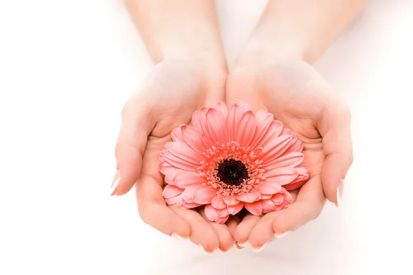 Abgeschnittene Ansicht Von Händen Mit Gerbera Blume Isoliert Auf Weiß — Stockfoto