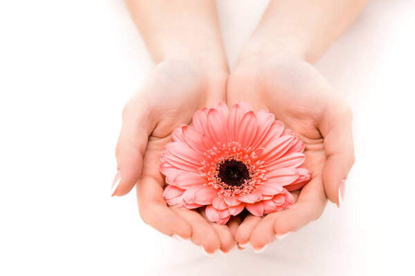 cropped view of hands holding gerbera flower, isolated on white