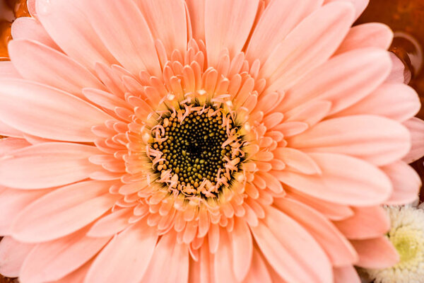 close up view of pink gerbera flower