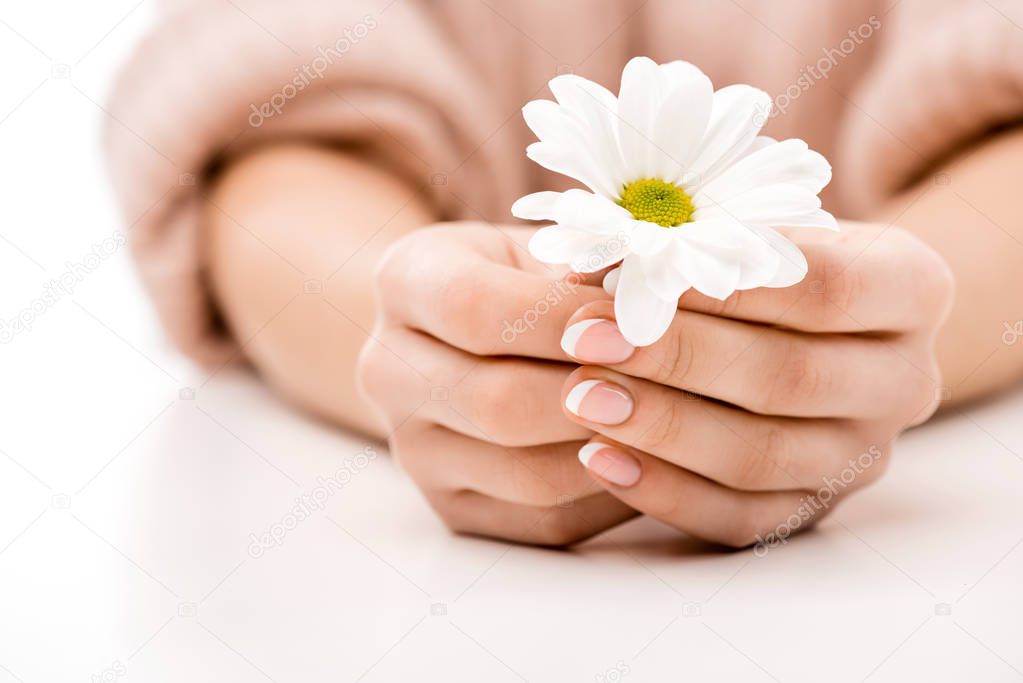 cropped view of woman with natural manicure holding daisy, isolated on white
