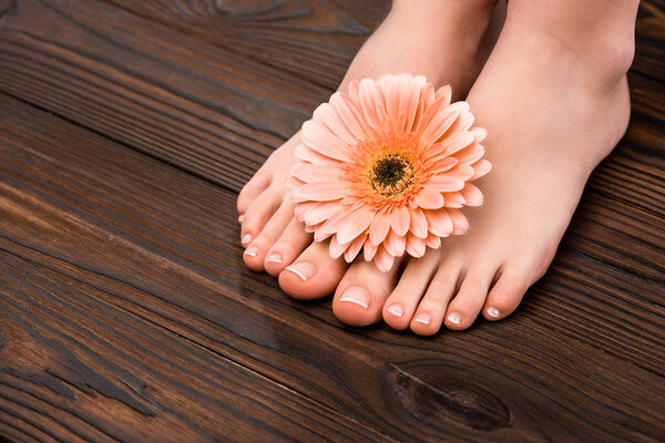 cropped view of feet with natural pedicure and gerbera flower on wooden surface