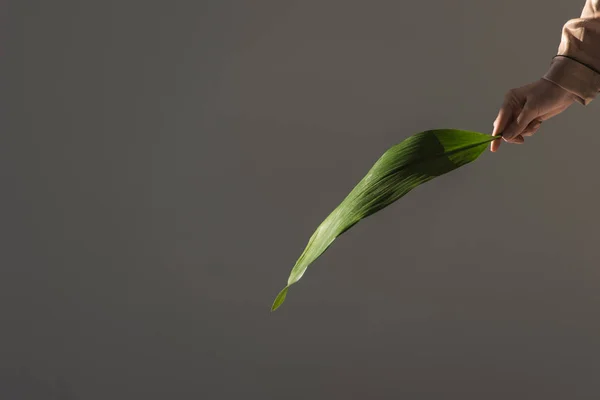Обрезанный Вид Девушки Держащей Руке Зеленый Лист Изолированный Сером — Бесплатное стоковое фото
