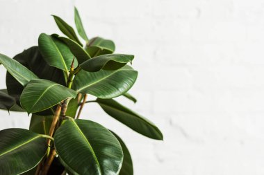 Kauçuk incir Ficus elastica bitki beyaz duvar tarafından yeşil yaprakları ile