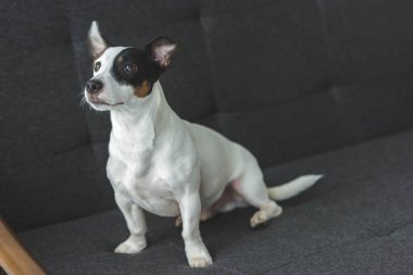 komik jack russell terrier köpek evde koltukta oturan