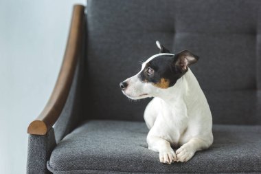 jack russell terrier köpek evde koltukta yalan