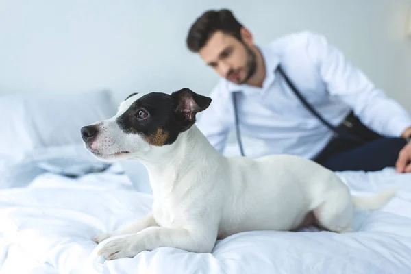 Dog — Stock Photo, Image