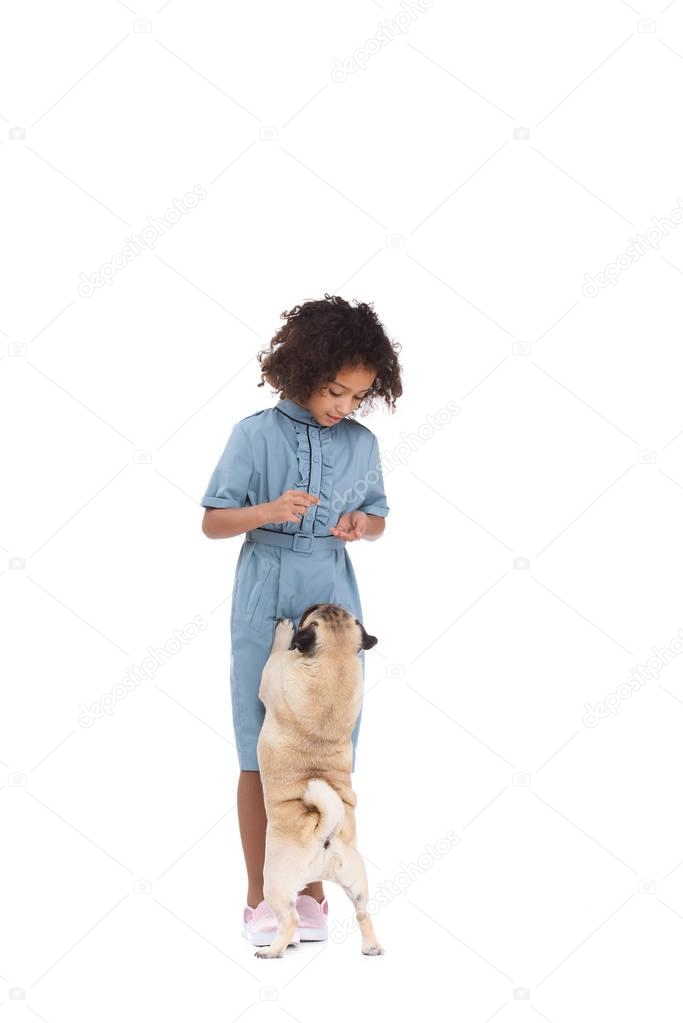 beautiful little child in dress with pug isolated on white