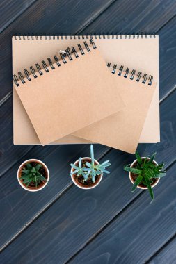 boş kapaklar ve succulents tencere ile dizüstü bilgisayar üstten görünüm üzerinde ahşap masa üstü