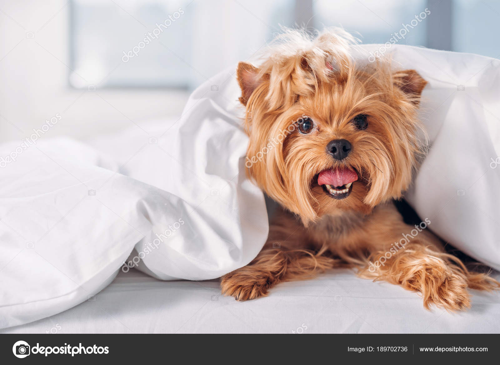 yorkie haircuts girl