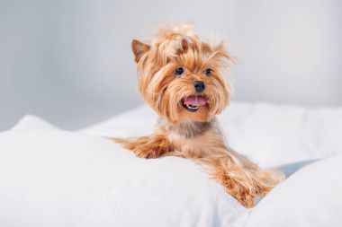 sevimli küçük yorkshire terrier gri izole yatakta yalan görünümünü kapat