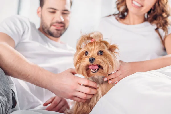 Foco Seletivo Casal Apaixonado Por Yorkshire Terrier Descansando Cama Juntos — Fotografia de Stock