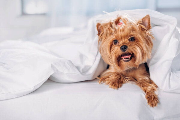 Dog — Stock Photo, Image