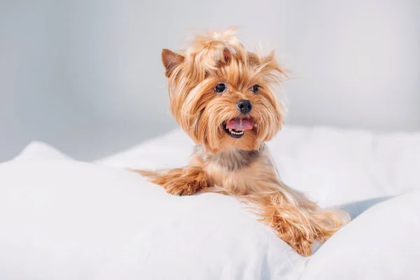 Close View Cute Little Yorkshire Terrier Lying Bed Isolated Grey — Stock Photo, Image