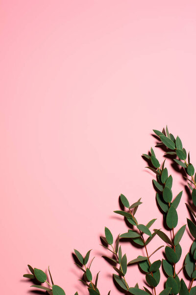 top view of branches with green leaves on pink surface