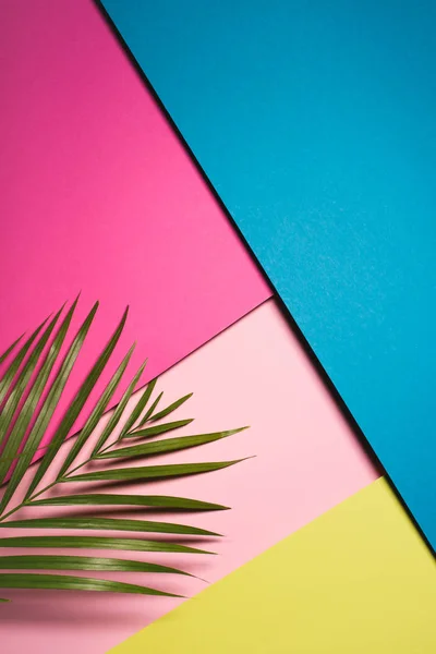 Yeşil Palmiye Yaprağı Renkli Yüzeyler Üzerinde Üstten Görünüm — Stok fotoğraf