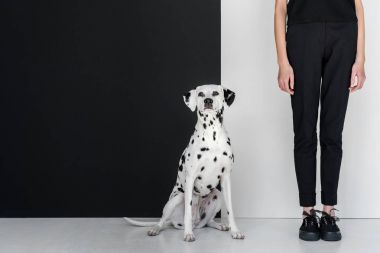 Dalmaçya köpeği siyah beyaz duvarının yakınında duran siyah giysili şık kadının kırpılmış görüntü